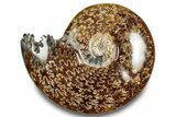 Polished Ammonite (Cleoniceras) Fossil - Madagascar #283272-1